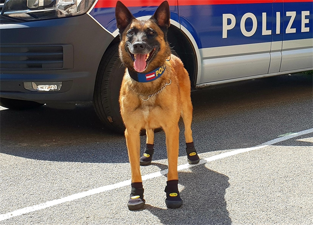 Foto für Ankündigung Polizeihundeübungen in Flachau